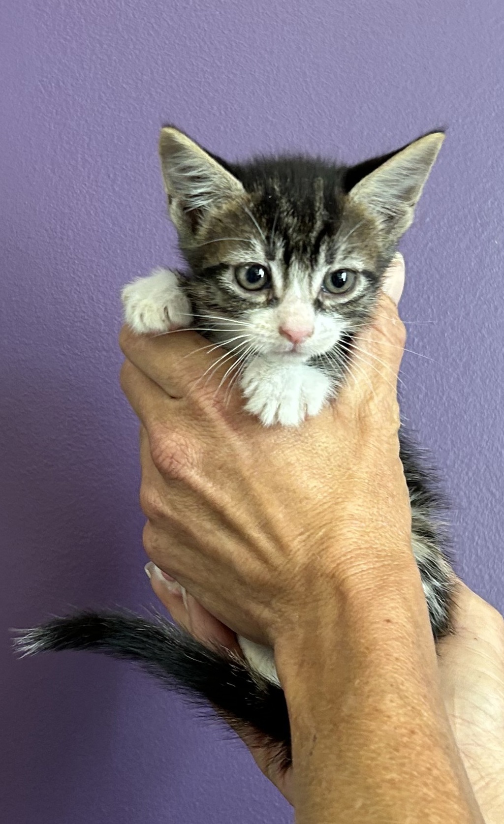 Shelter Stray Female Cat last seen Near S Navajo Street, SALT LAKE CITY, UT, 84104, 511 W 3900 S, Salt Lake City, UT 84123, USA