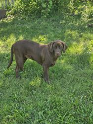 Reunited Female Dog last seen Boyson and council, Cedar Rapids, IA 52402