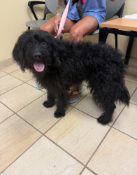Shelter Stray Male Dog last seen parking lot in the shopping center on the corner of shore drive and great neck rd near hot tuna, VIRGINIA BEACH, VA, 23451, 341 S Birdneck Rd, Virginia Beach, VA 23451, USA