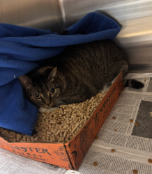 Shelter Stray Female Cat last seen Near Wiley Place, VIRGINIA BEACH, VA, 23452, 341 S Birdneck Rd, Virginia Beach, VA 23451, USA