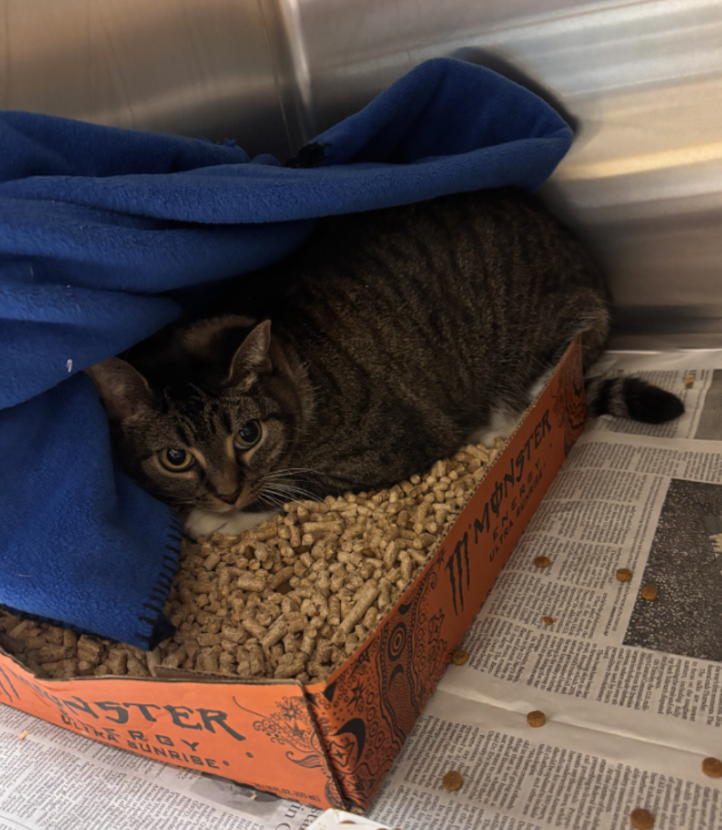 Shelter Stray Female Cat last seen Near Wiley Place, VIRGINIA BEACH, VA, 23452, 341 S Birdneck Rd, Virginia Beach, VA 23451, USA