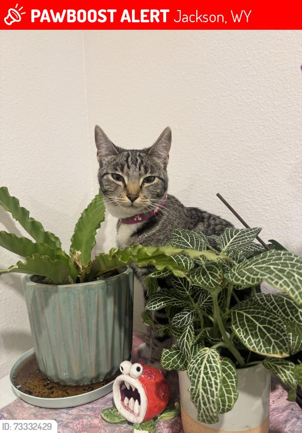 Lost Female Cat last seen Community Garden, middle school rd, Jackson, WY 83001