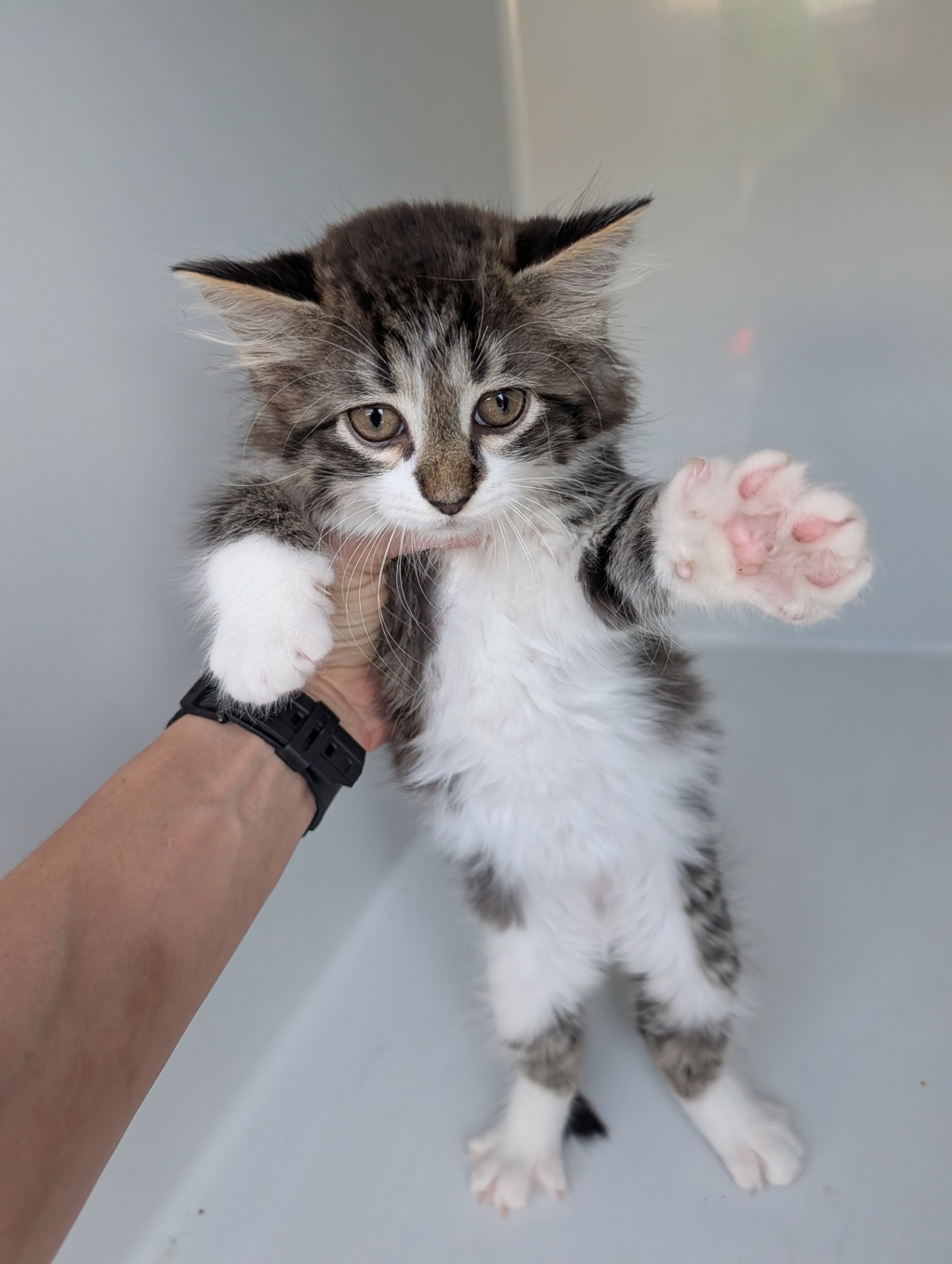 Shelter Stray Male Cat last seen dadson court, VIRGINIA BEACH, VA, 23455, 341 S Birdneck Rd, Virginia Beach, VA 23451, USA