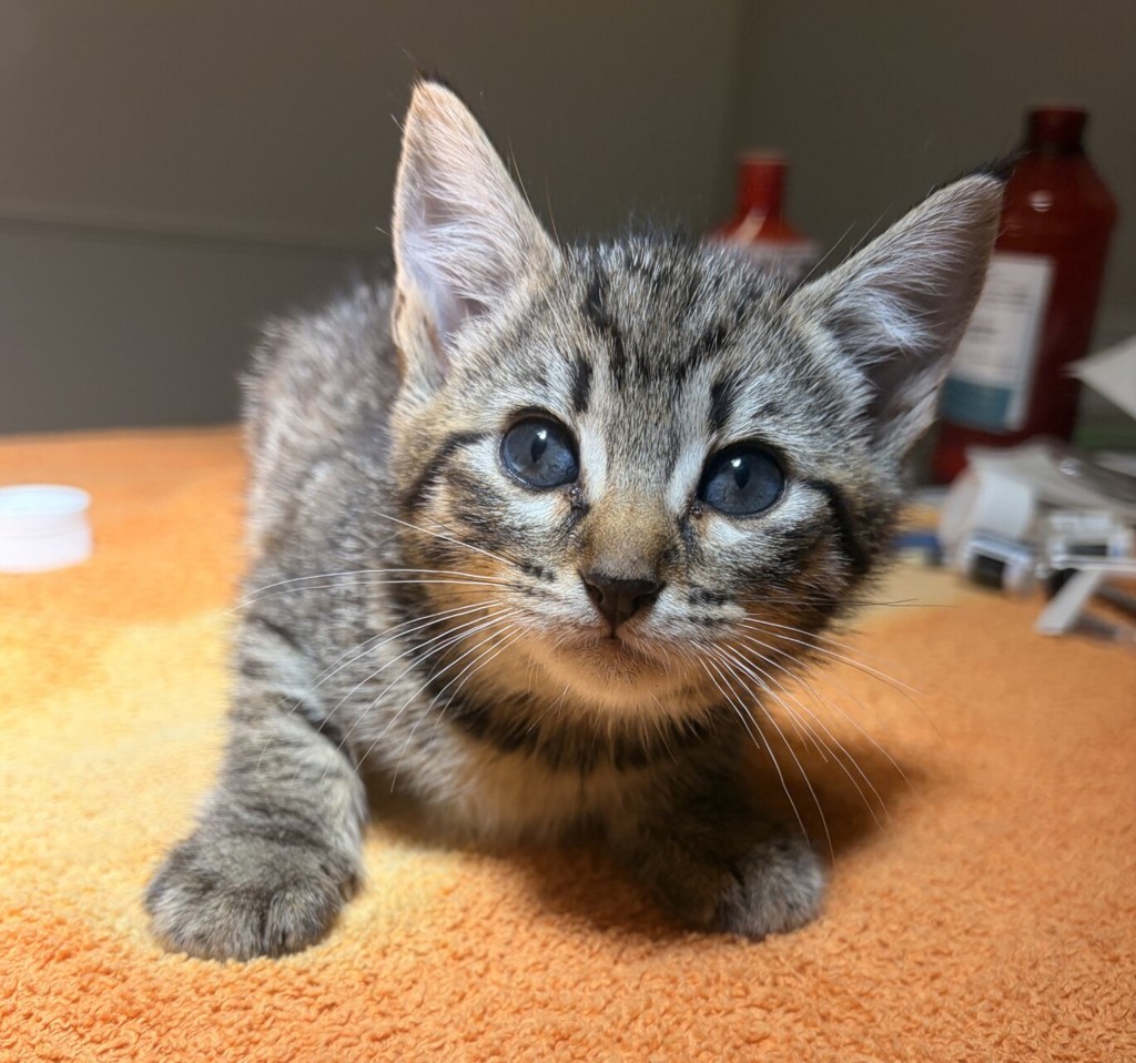 Shelter Stray Female Cat last seen Near 85th Ave Avenue, OAKLAND, CA, 94621, 8323 Baldwin St, Oakland, CA 94621, USA