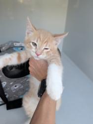 Shelter Stray Male Cat last seen dadson court, VIRGINIA BEACH, VA, 23455, 341 S Birdneck Rd, Virginia Beach, VA 23451, USA