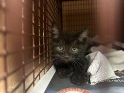 Shelter Stray Male Cat last seen Near Alterra Parkway, AUSTIN, TX, 78758, 7201 Levander Loop bldg a, Austin, TX 78702, USA