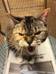 Shelter Stray Female Cat last seen Lamar Square Drive, AUSTIN, TX, 78704, 7201 Levander Loop bldg a, Austin, TX 78702, USA