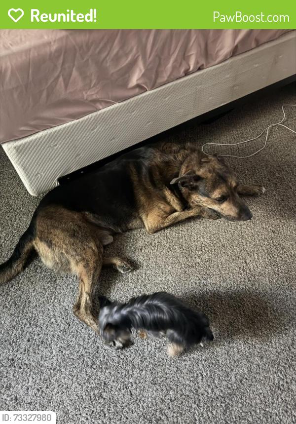 Reunited Male Dog last seen Webb Chapel, Valwood, Farmers Branch, TX 75234