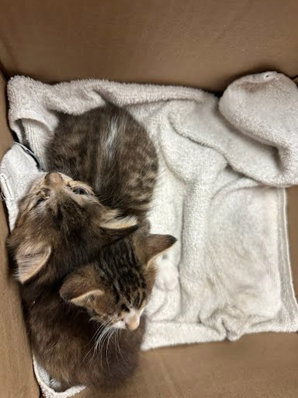 Shelter Stray Male Cat last seen Near Jefferson Street, AUSTIN, TX, 78731, 7201 Levander Loop bldg a, Austin, TX 78702, USA