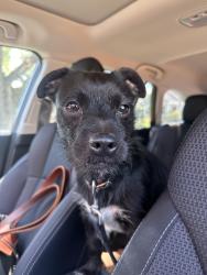 Found/Stray Male Dog last seen E St Clair St and Ellenberger pkwy west dr, Indianapolis, IN 46219
