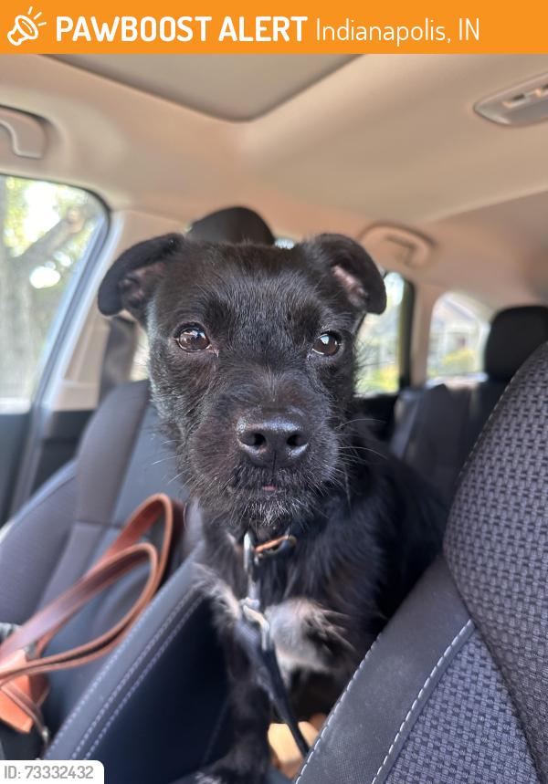 Found/Stray Male Dog last seen E St Clair St and Ellenberger pkwy west dr, Indianapolis, IN 46219