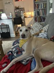 Lost Male Dog last seen Dutchtown, Knoxville, TN 37932
