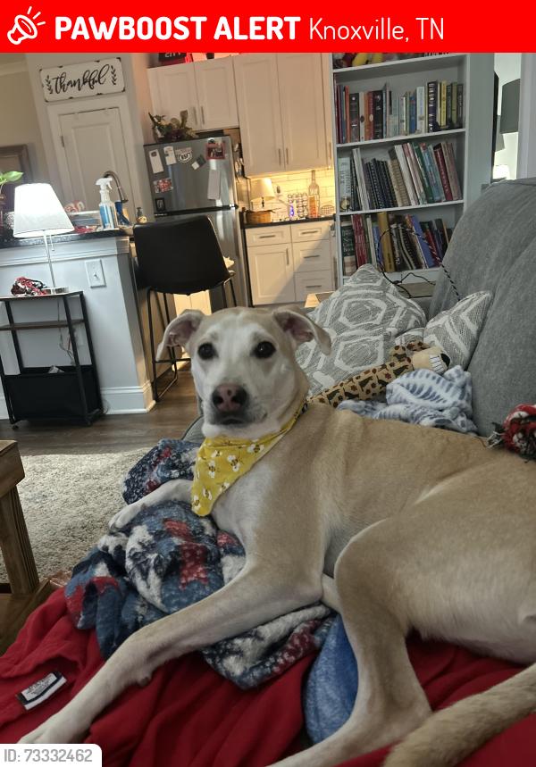 Lost Male Dog last seen Dutchtown, Knoxville, TN 37932