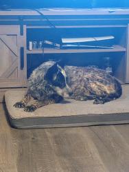 Reunited Female Dog last seen tally street, susan street , wendy’s all in millington same neighborhood, Millington, TN 38053