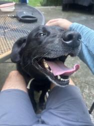 Reunited Male Dog last seen Near Flag creek rd, Yorktown, VA 23693