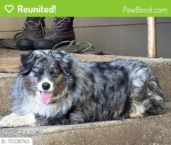 Reunited Female Dog last seen Churn Creek Road, Redding, CA 96002