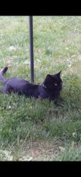 Lost Male Cat last seen Near Walnut St & W 8th St, Erie, PA 16502