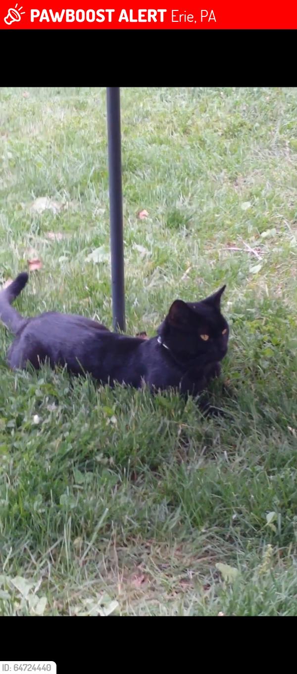 Lost Male Cat last seen Near Walnut St & W 8th St, Erie, PA 16502