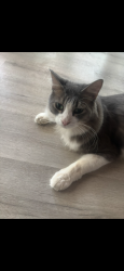 Reunited Male Cat last seen Cedar Park Dr and High Meadow Dr, Oklahoma City, OK 73120