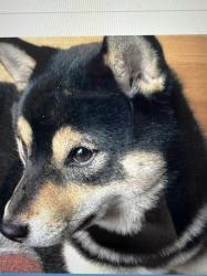 Reunited Male Dog last seen Near pine bluff ct, Chesapeake, VA 23320
