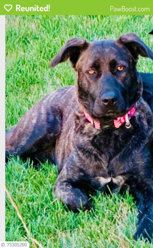 Reunited Female Dog last seen Harmony and Taft Hill Road, Fort Collins, CO 80526