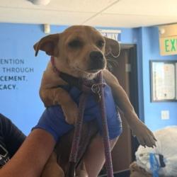 Shelter Stray Unknown Dog last seen , 12910 Yukon Ave, Hawthorne, CA 90250, USA