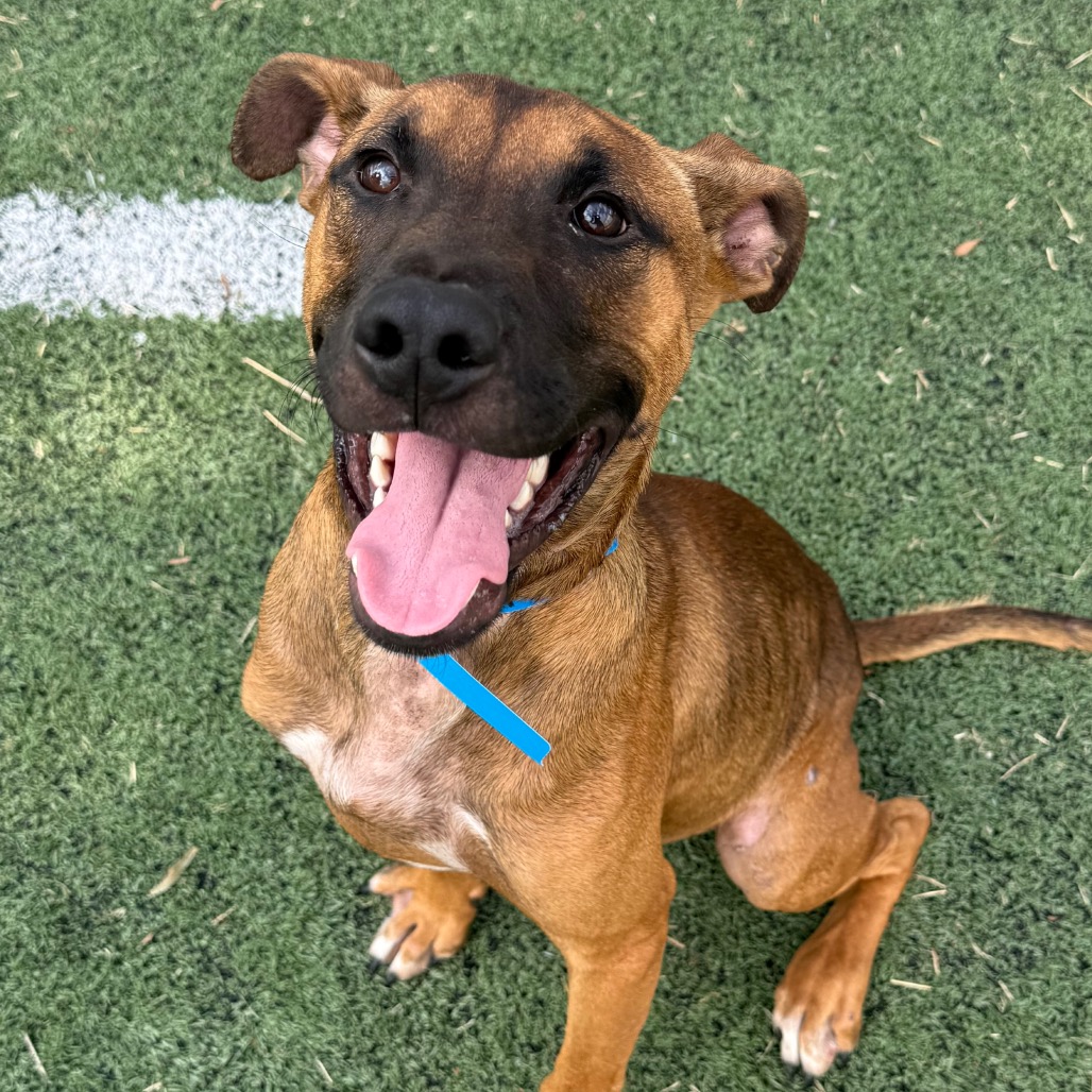 Shelter Stray Male Dog last seen , 2350 Appling City Cove, Memphis, TN 38133, USA