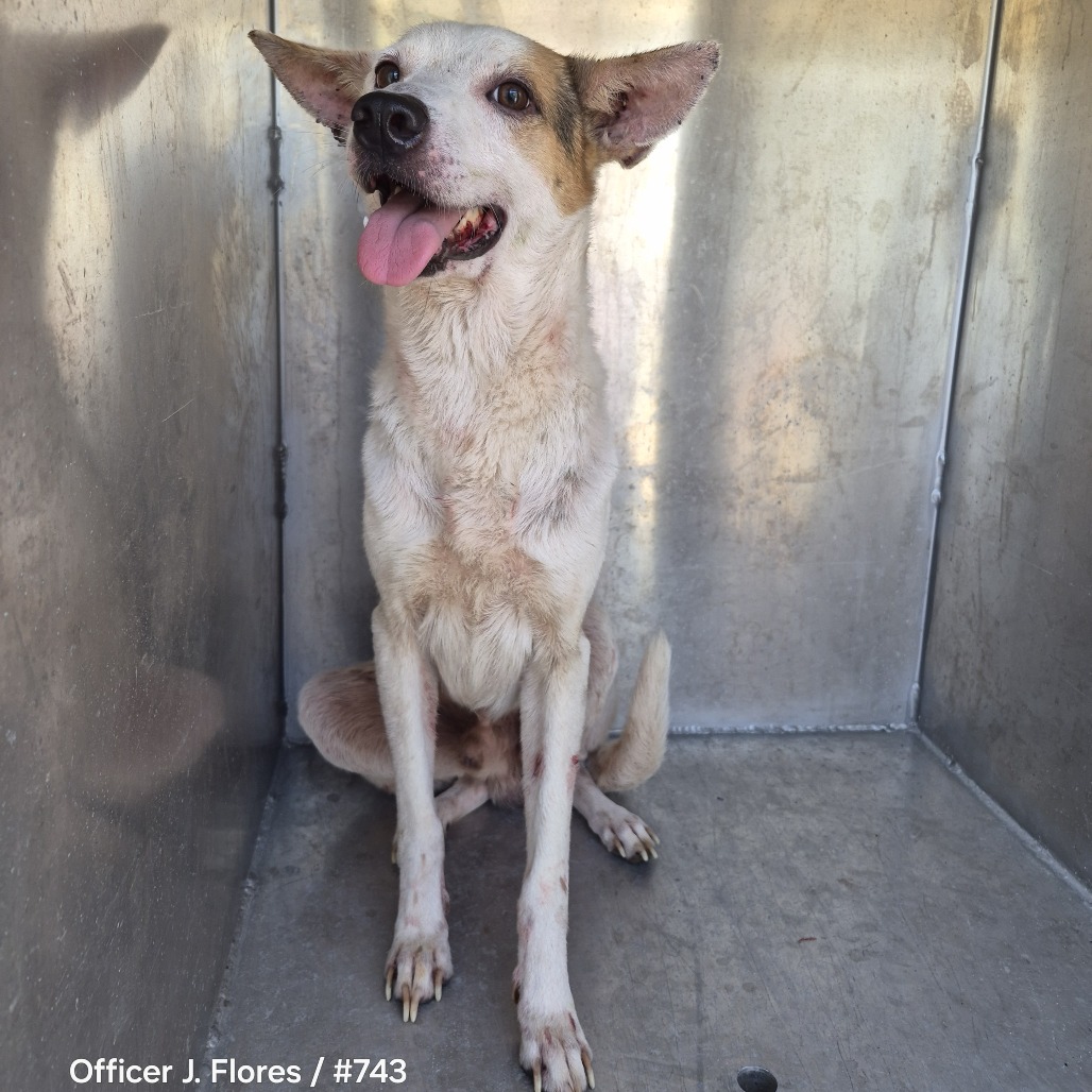 Shelter Stray Male Dog last seen , 1109 Moore Ave, Portland, TX 78374, USA