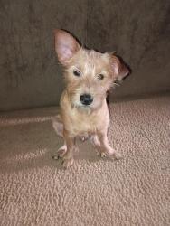 Found/Stray Male Dog last seen Marbach Rd, San Antonio, TX 78227