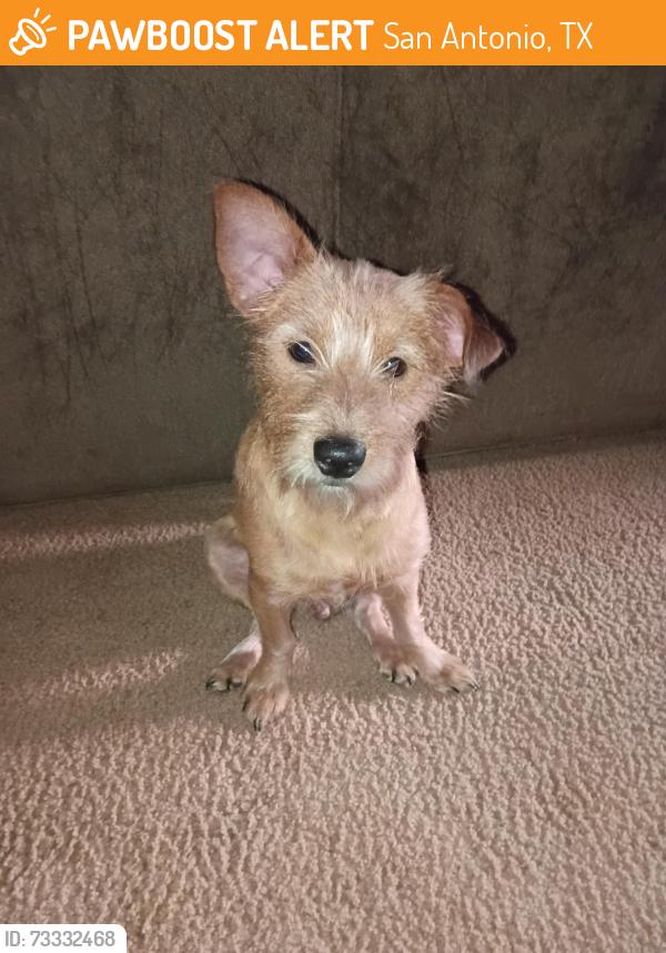 Found/Stray Male Dog last seen Marbach Rd, San Antonio, TX 78227