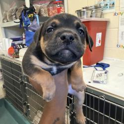 Shelter Stray Male Dog last seen , 2350 Appling City Cove, Memphis, TN 38133, USA