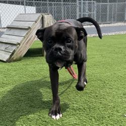 Shelter Stray Male Dog last seen , 54687 Co Rd 19, Bristol, IN 46507, USA