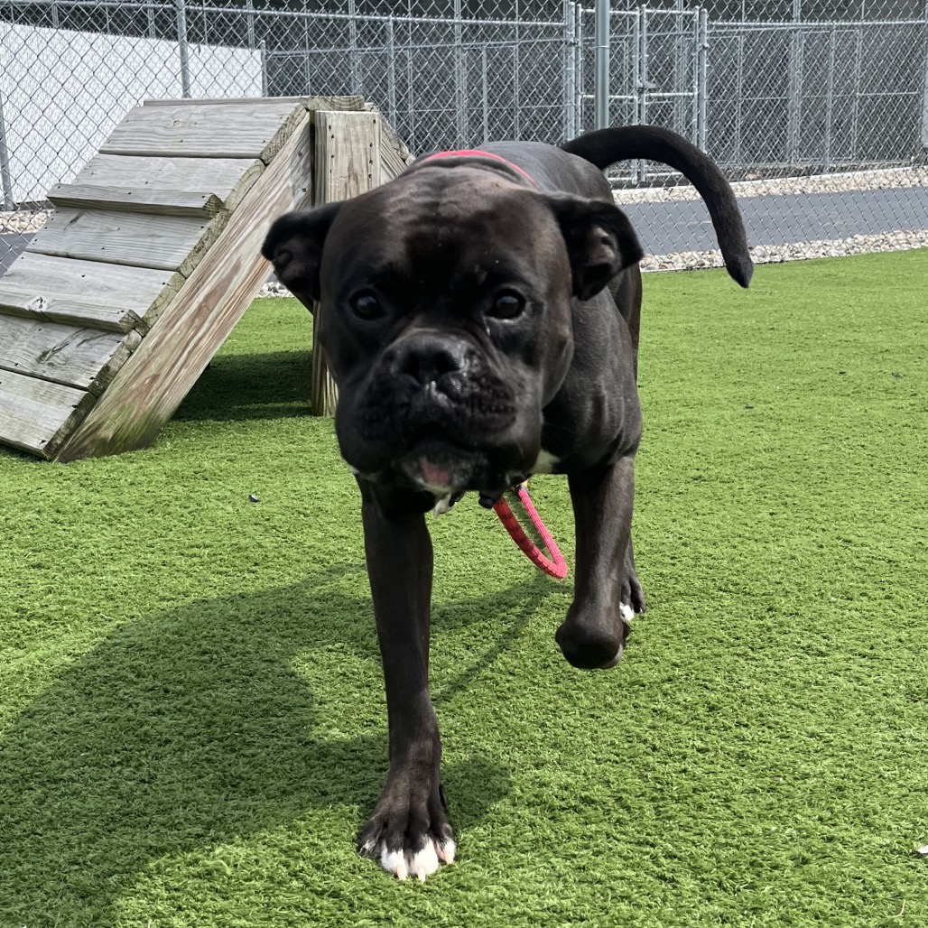 Shelter Stray Male Dog last seen , 54687 Co Rd 19, Bristol, IN 46507, USA
