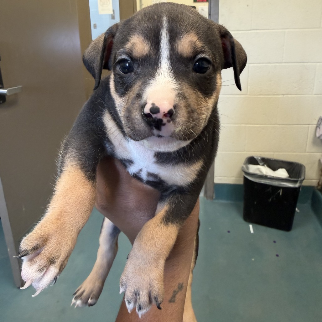 Shelter Stray Male Dog last seen , 2350 Appling City Cove, Memphis, TN 38133, USA