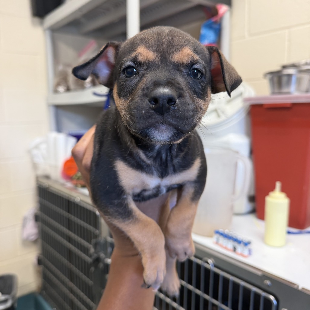 Shelter Stray Male Dog last seen , 2350 Appling City Cove, Memphis, TN 38133, USA