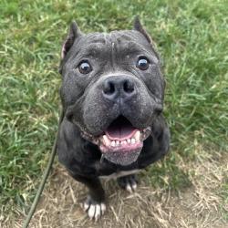 Shelter Stray Male Dog last seen , Animal Care & Control Team of Philly, 111 W Hunting Park Ave, Philadelphia, PA 19140, USA