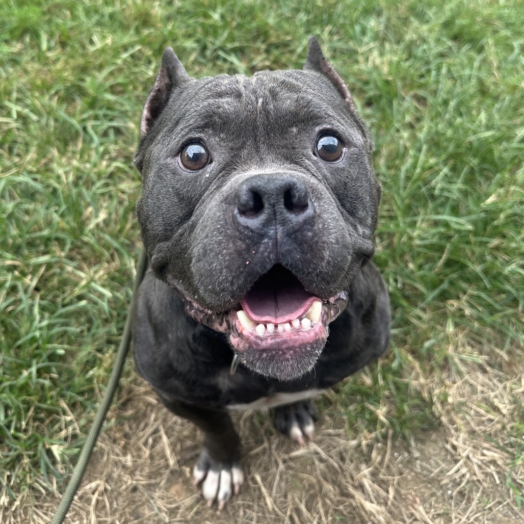 Shelter Stray Male Dog last seen , Animal Care & Control Team of Philly, 111 W Hunting Park Ave, Philadelphia, PA 19140, USA