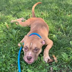 Shelter Stray Male Dog last seen , Animal Care & Control Team of Philly, 111 W Hunting Park Ave, Philadelphia, PA 19140, USA