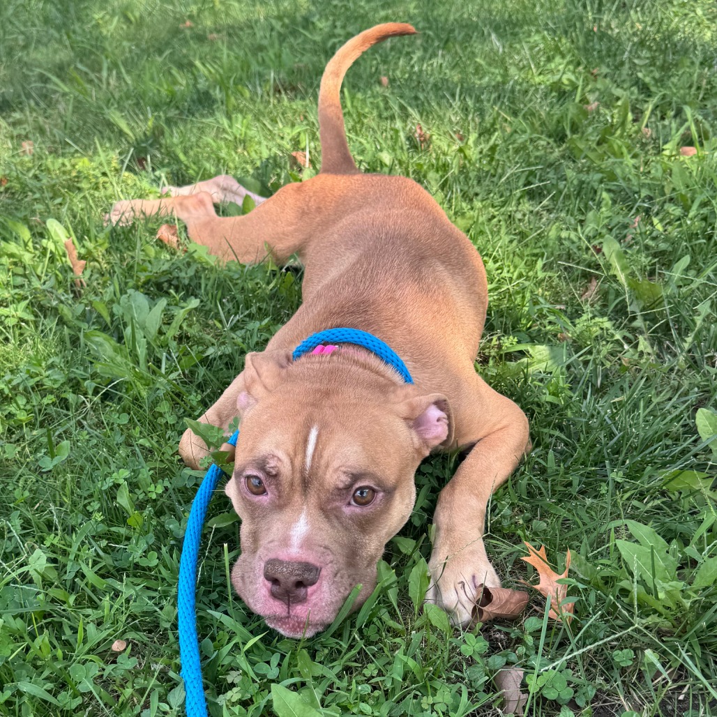 Shelter Stray Male Dog last seen , Animal Care & Control Team of Philly, 111 W Hunting Park Ave, Philadelphia, PA 19140, USA