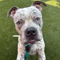 Shelter Stray Male Dog last seen , Animal Care & Control Team of Philly, 111 W Hunting Park Ave, Philadelphia, PA 19140, USA