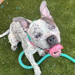 Shelter Stray Female Dog last seen , Animal Care & Control Team of Philly, 111 W Hunting Park Ave, Philadelphia, PA 19140, USA