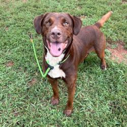 Shelter Stray Male Dog last seen , 328 Furman Hall Rd, Greenville, SC 29609, USA
