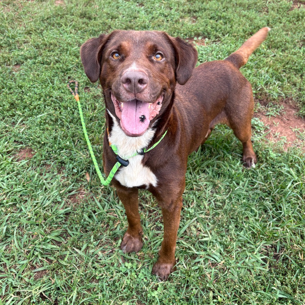 Shelter Stray Male Dog last seen , 328 Furman Hall Rd, Greenville, SC 29609, USA