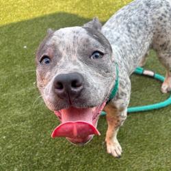 Shelter Stray Female Dog last seen , Animal Care & Control Team of Philly, 111 W Hunting Park Ave, Philadelphia, PA 19140, USA