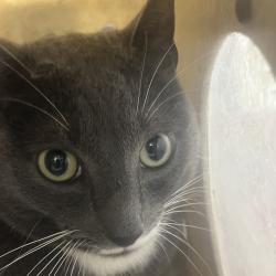 Shelter Stray Unknown Cat last seen , Animal Care & Control Team of Philly, 111 W Hunting Park Ave, Philadelphia, PA 19140, USA