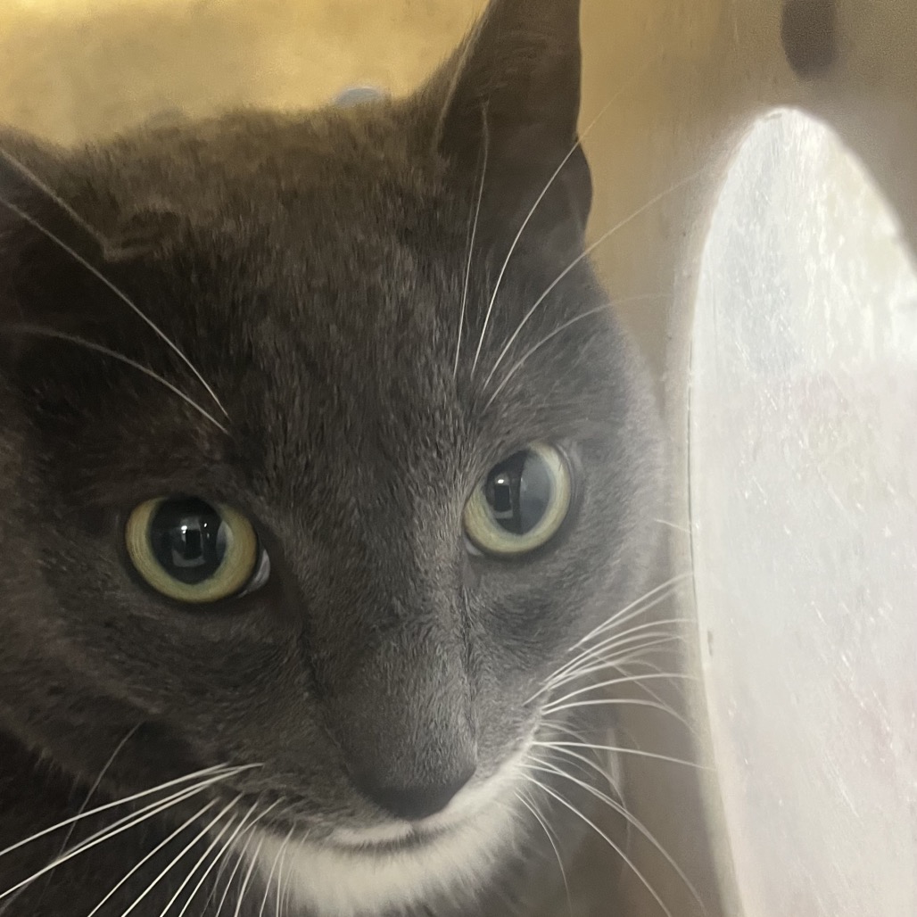 Shelter Stray Unknown Cat last seen , Animal Care & Control Team of Philly, 111 W Hunting Park Ave, Philadelphia, PA 19140, USA