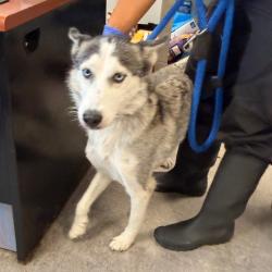 Shelter Stray Female Dog last seen , Animal Care & Control Team of Philly, 111 W Hunting Park Ave, Philadelphia, PA 19140, USA