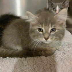 Shelter Stray Male Cat last seen , 825 W Jefferson St, Tipton, IN 46072, USA