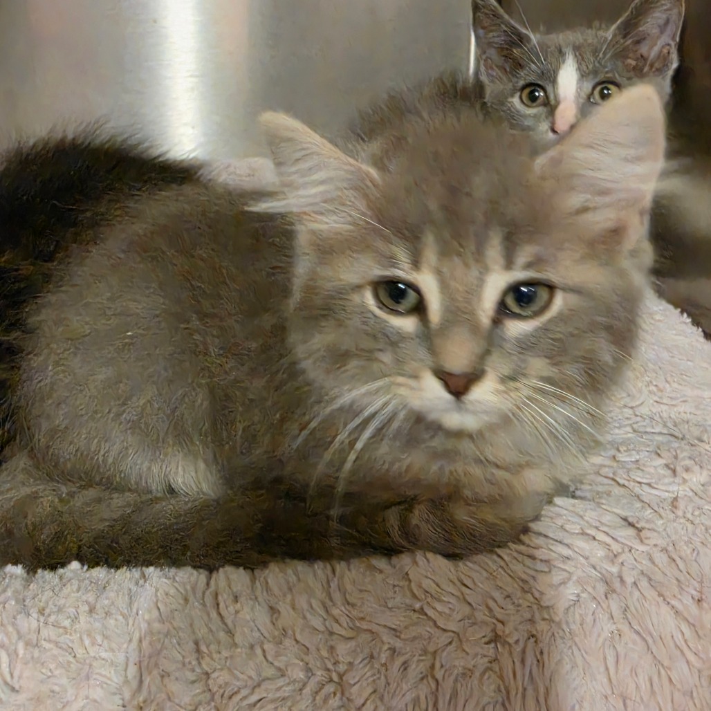 Shelter Stray Male Cat last seen , 825 W Jefferson St, Tipton, IN 46072, USA