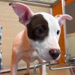 Shelter Stray Female Dog last seen , 3428 S Jenkins Ave, Norman, OK 73072, USA